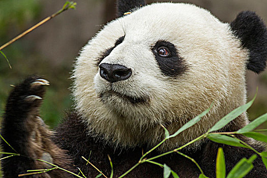 中国,四川,成都,大熊猫,熊,进食,竹子,叶子,研究,饲养