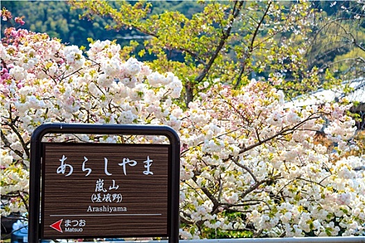 樱花,岚山,京都,日本