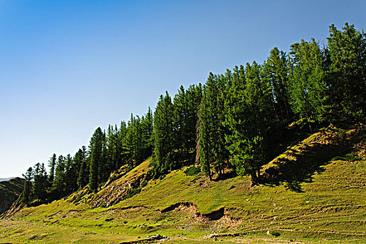 新疆哈密天山草场树林