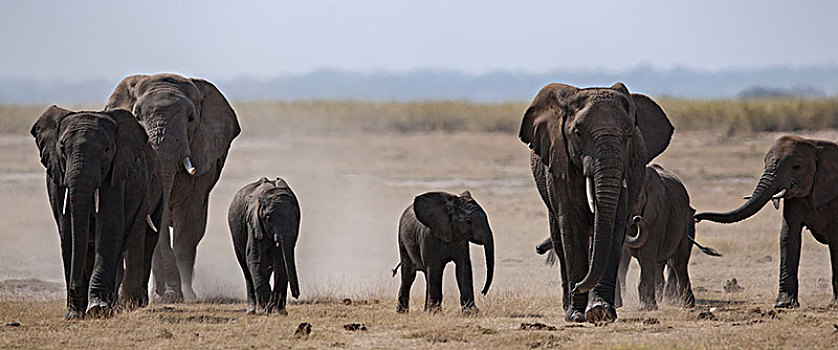 非洲大象018