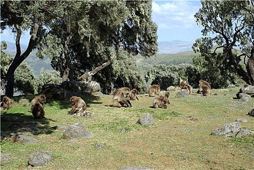 狒狒,埃塞俄比亚