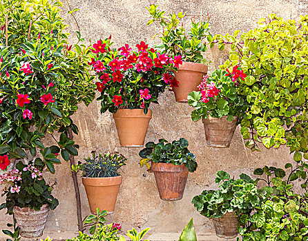 花盆,墙壁,瓦尔德摩莎,马略卡岛,巴利阿里群岛,西班牙,欧洲