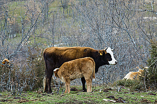 褐色,母牛,幼兽,吸吮,草原