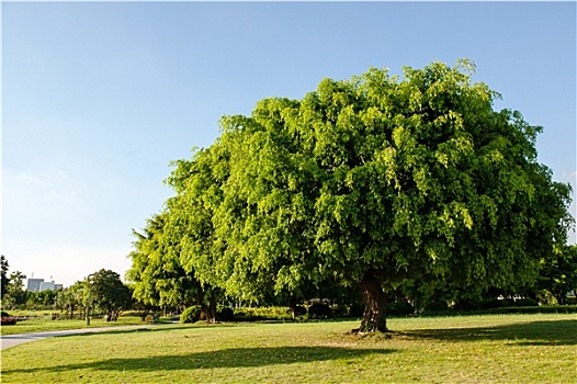 菩提树,公园