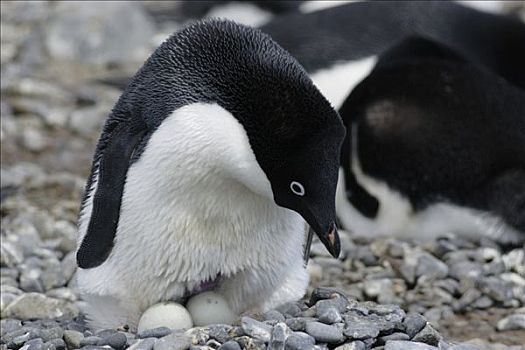 阿德利企鹅,孵卵,两个,蛋,鸟窝,南极半岛,南极