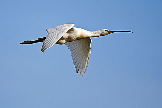 白琵鷺,飞,特塞尔,荷兰