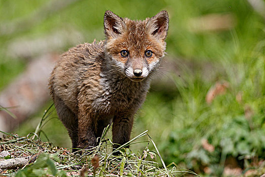 红狐,狐属,小动物,巴登符腾堡,德国,欧洲