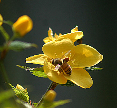 棣棠花,蜜蜂