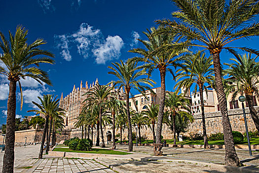 棕榈树,大教堂,帕尔马,马略卡岛,西班牙