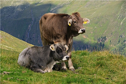 高山,母牛