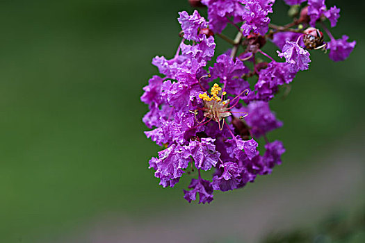 夏天里美丽绚烂的紫薇花