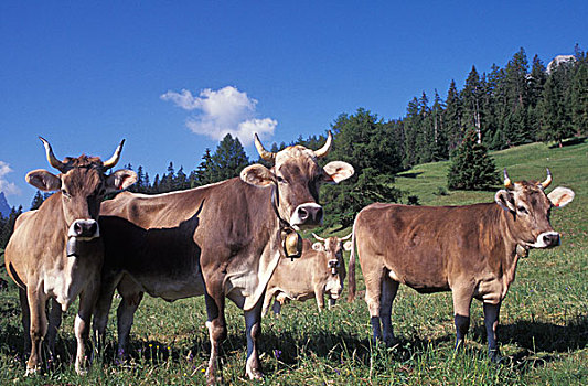 母牛,牛,放牧,草场,瑞士,欧洲