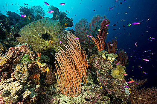 鱼,珊瑚,水下,岛屿,新,乔治亚,所罗门群岛