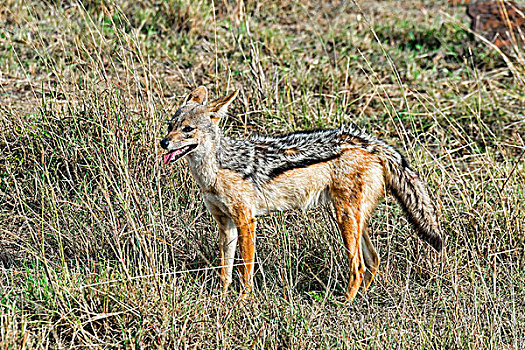 黑背狐狼,马赛马拉国家保护区,肯尼亚,非洲