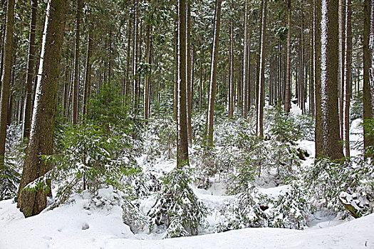 木头,绿色,冬天,雪,哈尔茨山,国家公园,萨克森安哈尔特,德国