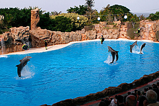 海豚,表演,公园,特内里费岛,加纳利群岛,2007年