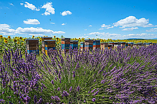 蜜蜂,蜂巢,薰衣草种植区,瓦伦索高原,普罗旺斯,法国,欧洲