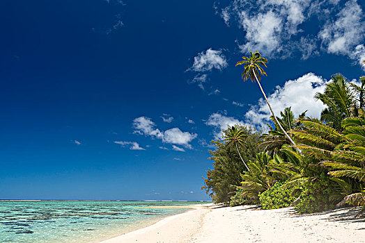 沙滩,棕榈树,青绿色,水,拉罗汤加岛,库克群岛,大洋洲