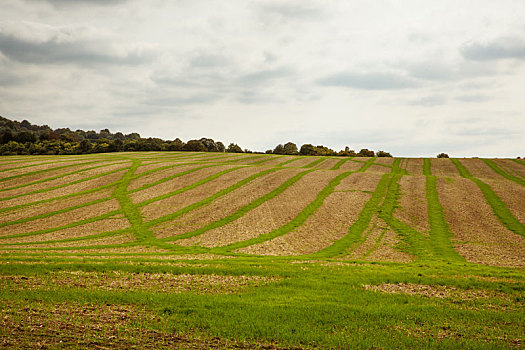 农田,风景,八月,绵延起伏,绿色,褐色,地点,作物,耕地,丰收