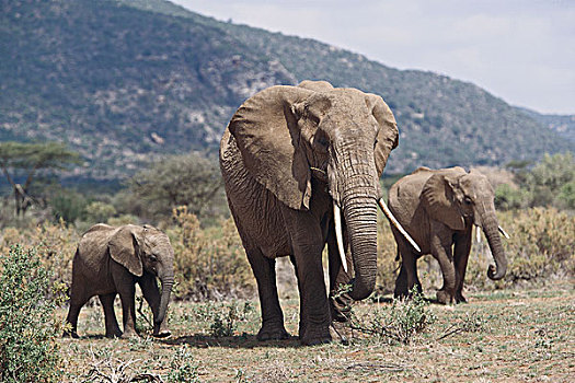 肯尼亚,萨布鲁国家公园,大象,走,幼兽,大幅,尺寸