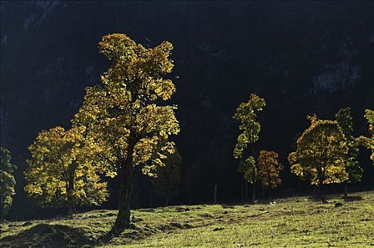 老,枫树,山脉,提洛尔,奥地利