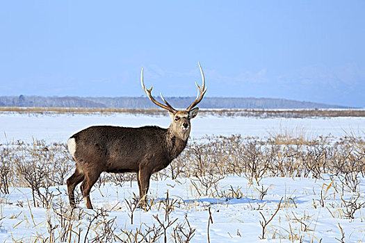 北海道,鹿,知床山脉,雪