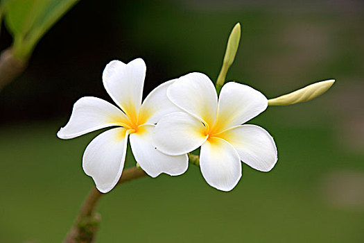 白色,鸡蛋花,花,哥达基纳巴卢,沙巴,马来西亚,婆罗洲,亚洲