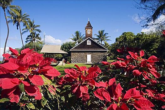 夏威夷,毛伊岛,麦肯那,一品红,花