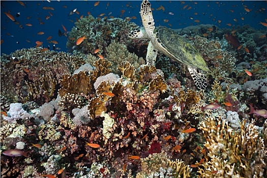 玳瑁,珊瑚,海洋
