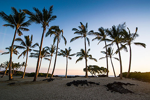 棕榈树,小树林,海岸,公园,夏威夷大岛,夏威夷,美国,北美