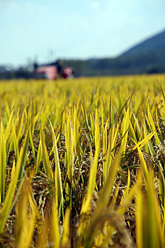 山东省日照市,万亩水稻开镰收割,女汉子开,坦克,驰骋稻田10分钟能收割一亩