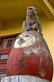 缅甸,猴子,朝圣,栖息,纪念建筑,脚,波芭山