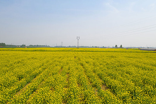 航拍油菜花田