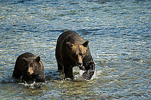 大灰熊,棕熊,雌性,一岁,走,三文鱼,卵,河流,鱼,溪流,通加斯国家森林,阿拉斯加,美国