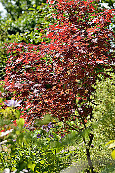 红色,鸡爪枫,树,夏天,花园