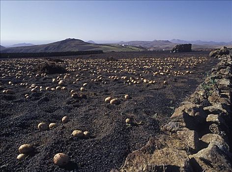 黑色,火山,土地,兰索罗特岛,加纳利群岛,西班牙,欧洲