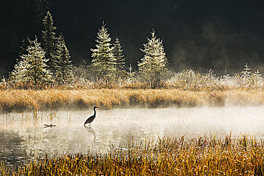 大蓝鹭,捕鱼,科斯河地区,日出,雾气,水,阿尔冈金公园,安大略省,加拿大