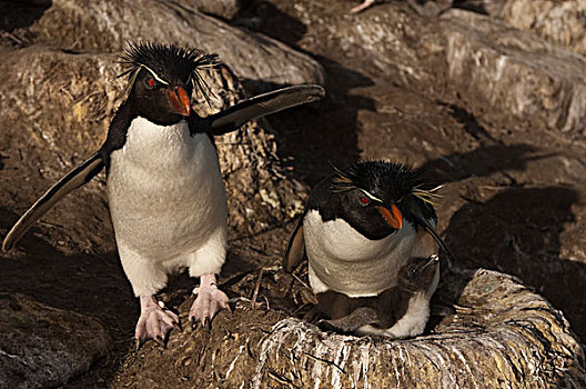 凤冠企鹅,南跳岩企鹅,一对,幼禽,巢穴,岛屿,福克兰群岛