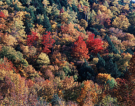 佛蒙特州,秋色,糖枫,树,糖槭,树林,大幅,尺寸