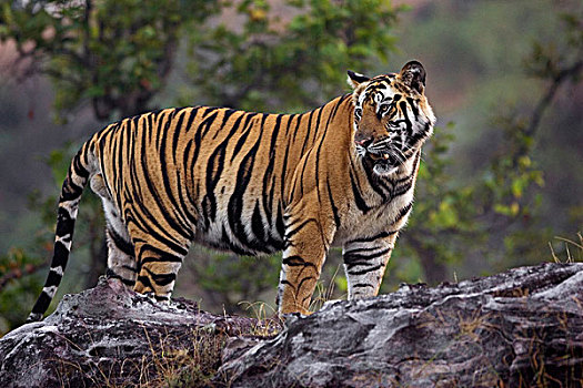 孟加拉虎,虎,班德哈维夫国家公园,中央邦,印度