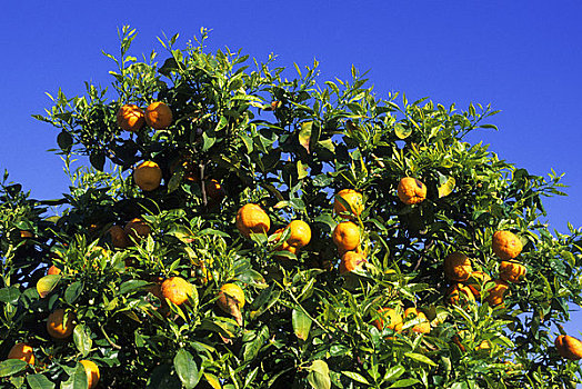 摩洛哥,靠近,玛拉喀什,橘树