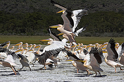白鹈鹕,生物群,纳库鲁湖,肯尼亚
