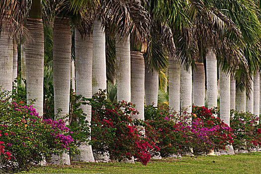 排,庄严,古巴,皇家,棕榈树,花,迈阿密,佛罗里达