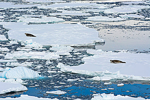 南极,南,圆,靠近,阿德莱德,岛屿,食蝦海豹,食蟹海豹,浮冰