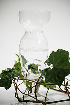 玻璃花瓶,常春藤