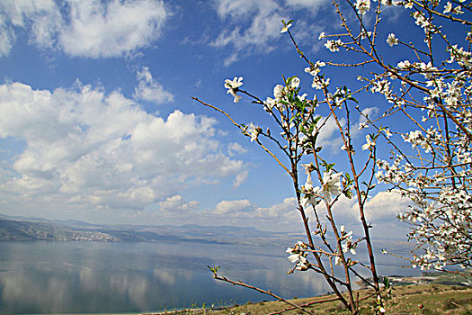 杏树,开花,湖岸,加利利海,以色列