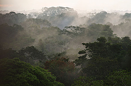 树荫,景色,国家公园,亚马逊雨林,厄瓜多尔,南美