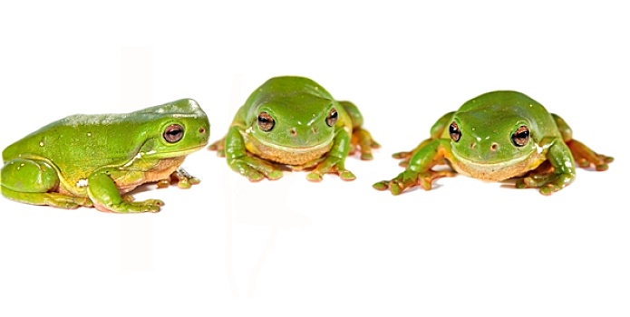 三个,青蛙,排列