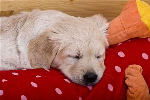 金毛猎犬,小狗,睡觉,盒子