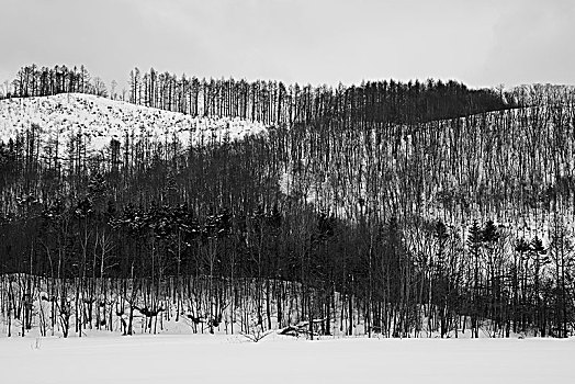 积雪,冬季风景,树林,山